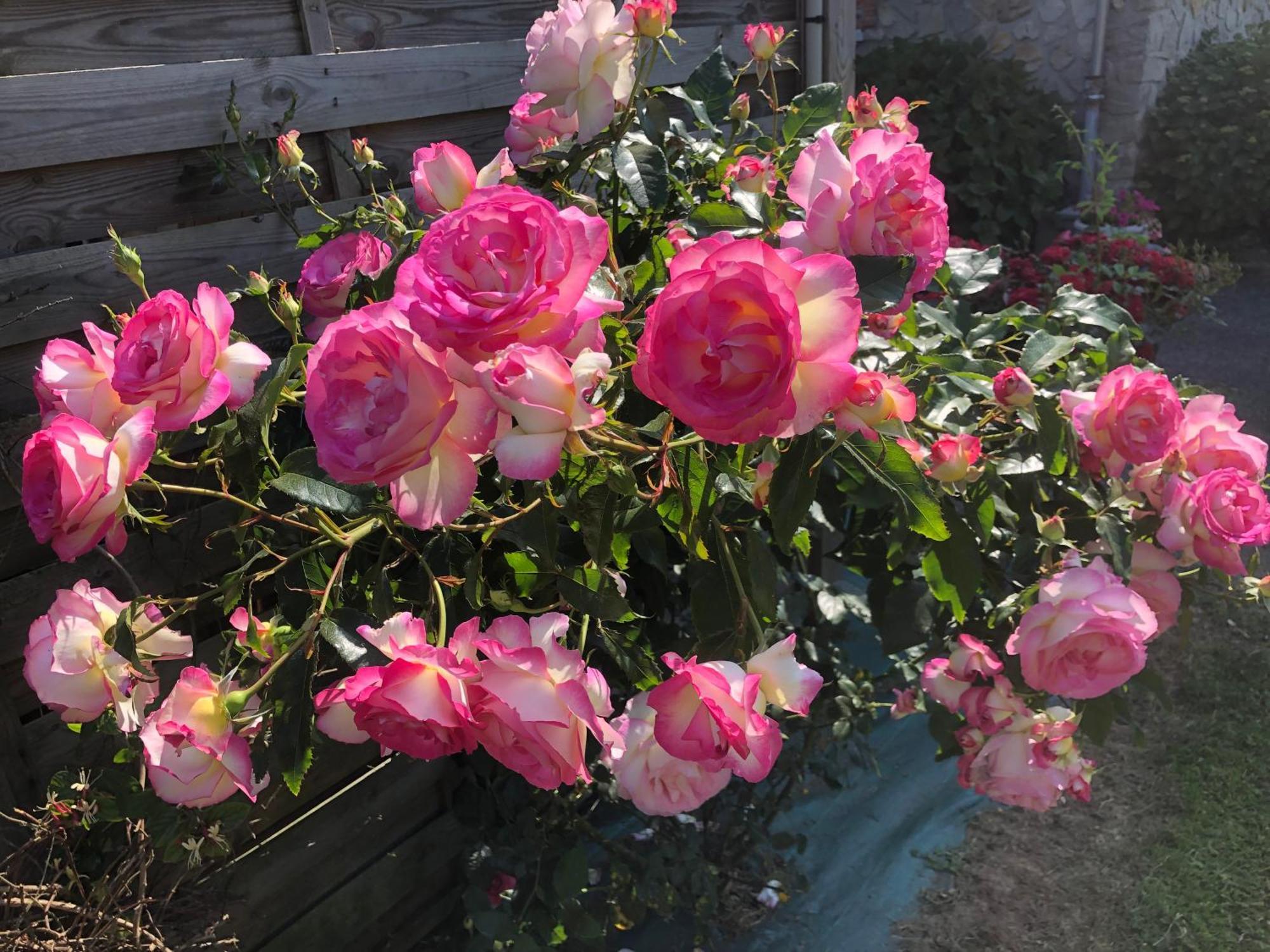 Les Hortensias Grand-Fougeray Bagian luar foto